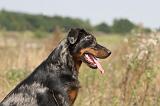 BEAUCERON 232